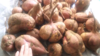SH3825450001 SH3825450001