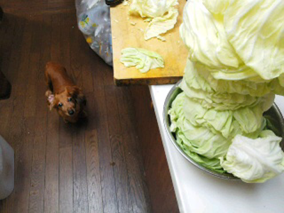 モクとキャベツ モクとキャベツ