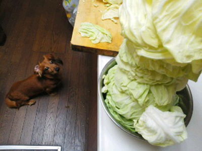 モクとキャベツ2 モクとキャベツ2