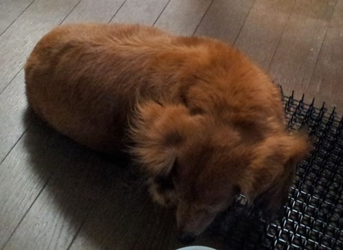 20150418_055334---コピー 20150418_055334---コピー