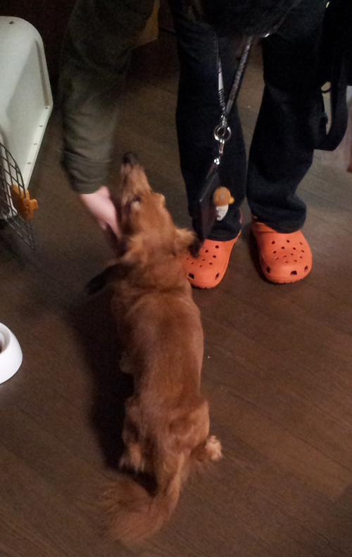 ビュフン1 ビュフン1