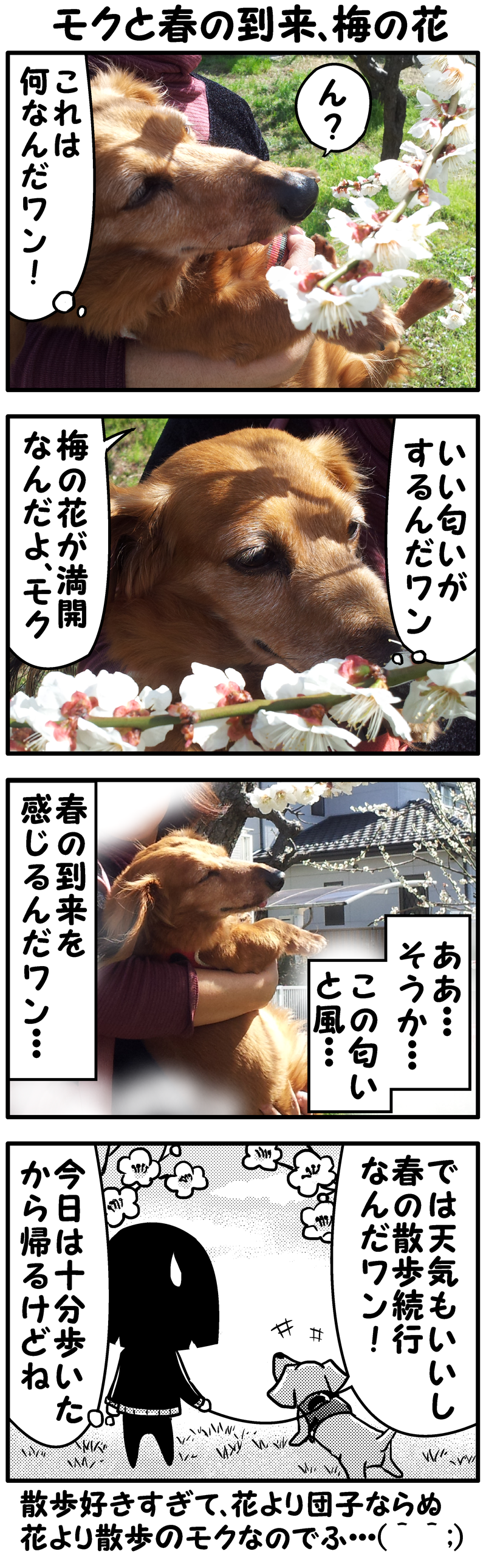 モクと梅 モクと梅